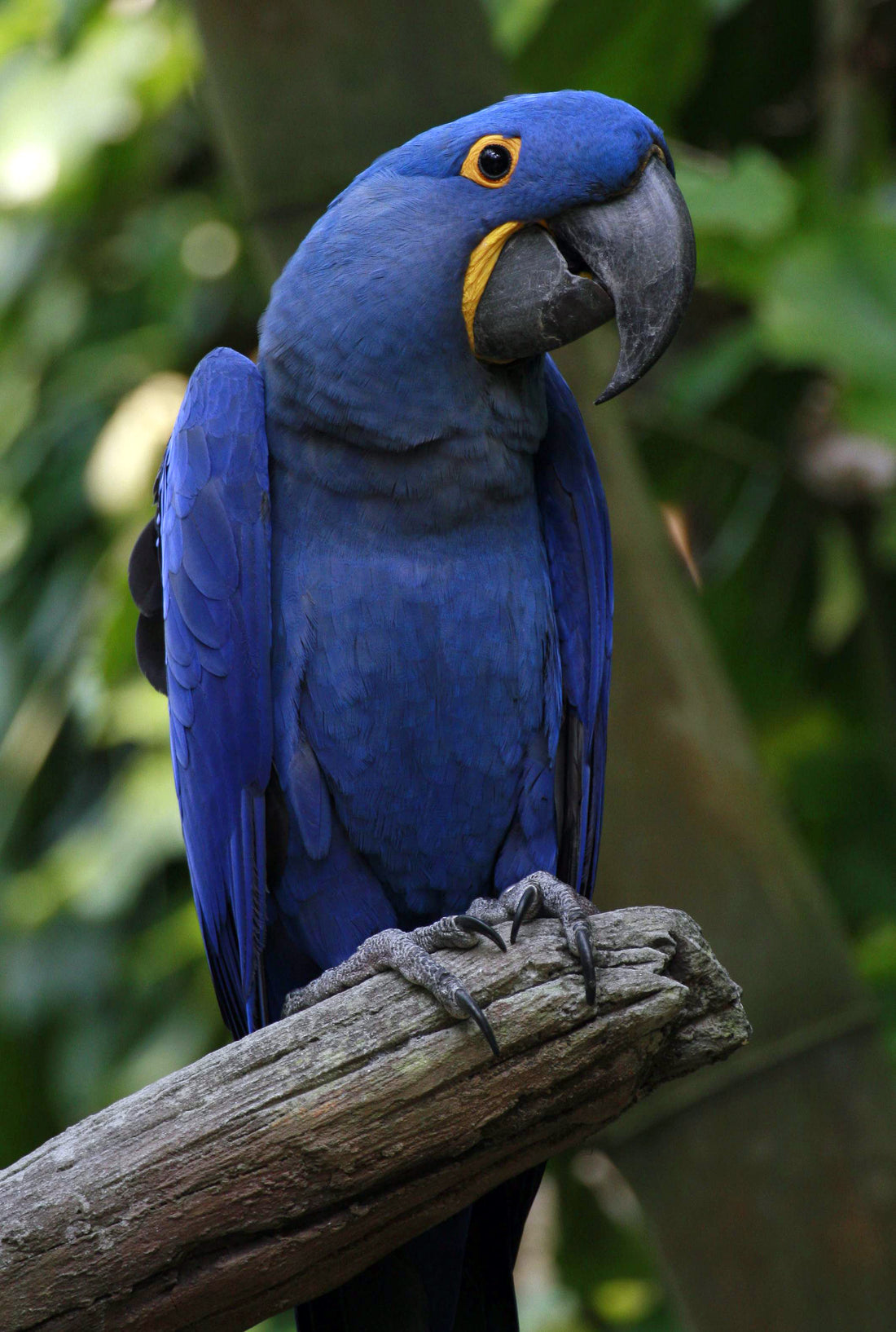 Did i hear someone say Hyacinth Macaw?