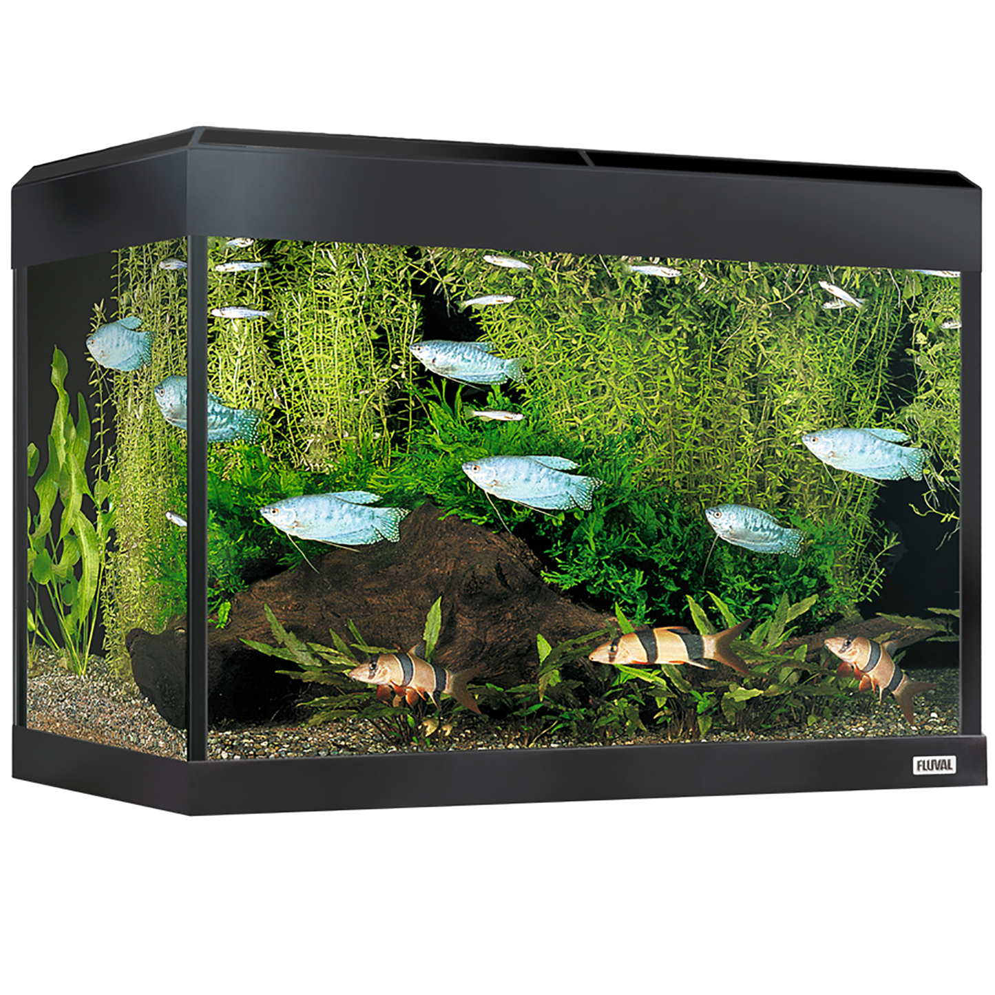 Fluval Roma 90 Bluetooth LED Aquarium Set 90L Gloss Black and Cabinet