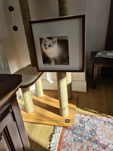 Such a cutie, playing on one of our Vesper Cat Trees!