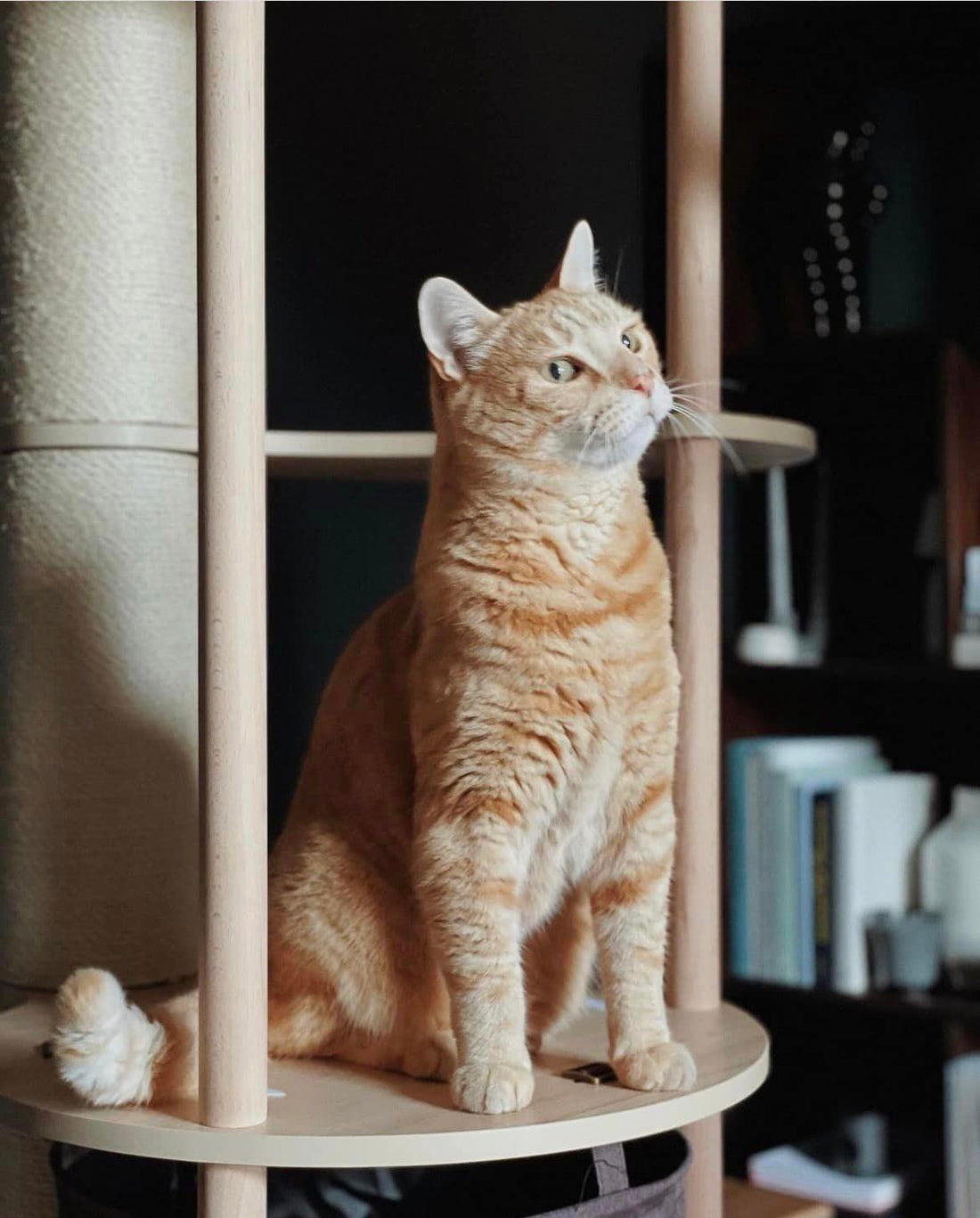 What amazing photos of one of our customers cats on our vesper cat furniture!😍