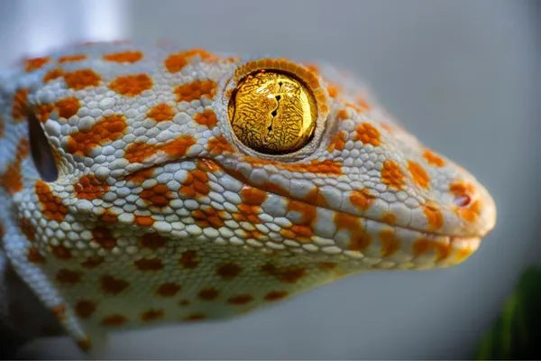 Scientists uncover ‘sixth sense’ in geckos