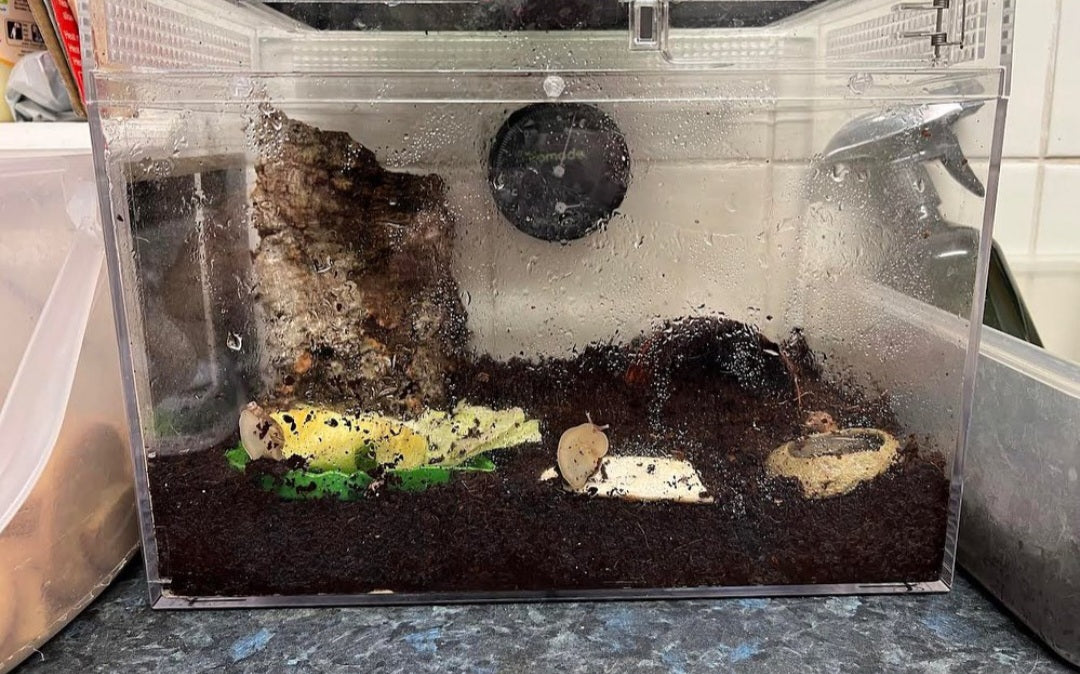 African land Snails