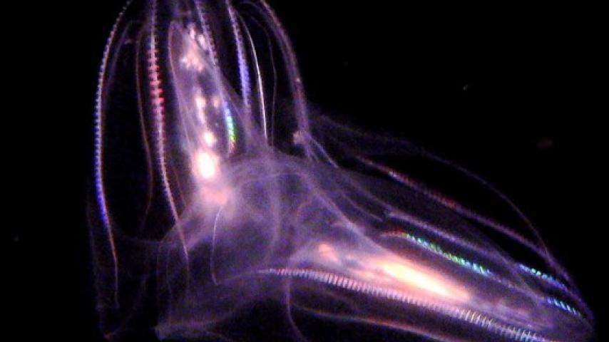 The Incredible Story of Comb Jellies: When Two Become One