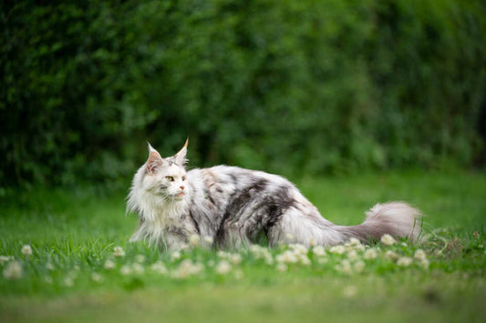 Maine Coon Cats: The Internet’s Favorite Gentle Giants and the Rise of AI Animal Imagery