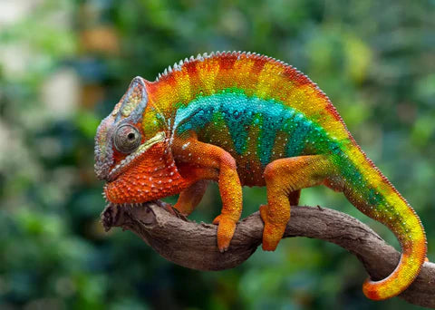 Discover the Magic of the Panther Chameleon!