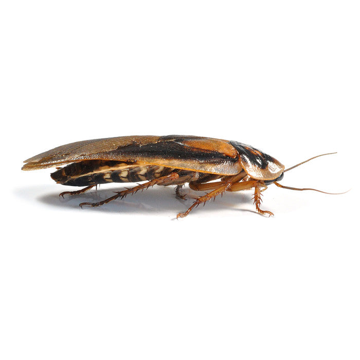 Dubia Roaches