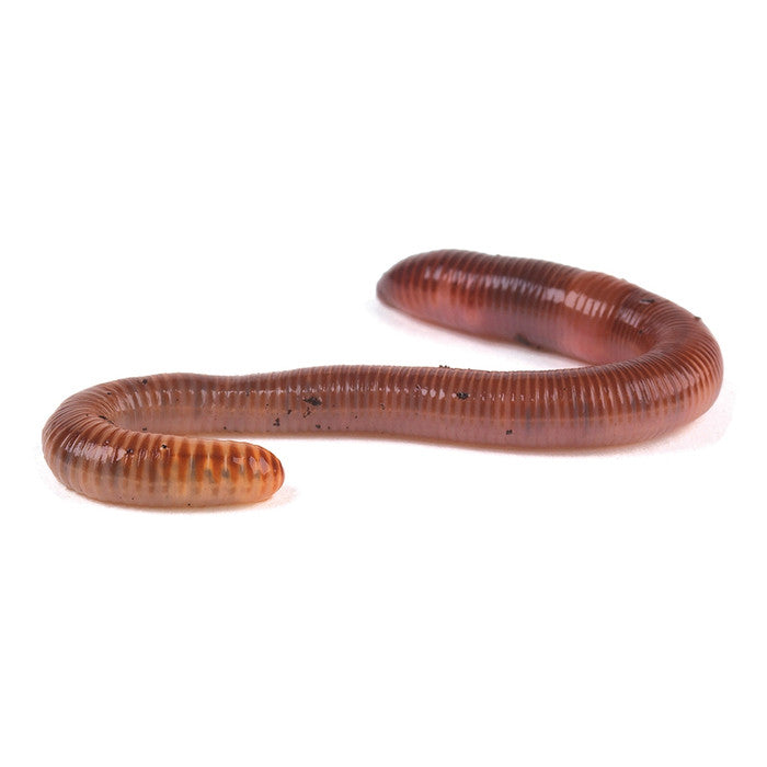 Earthworms