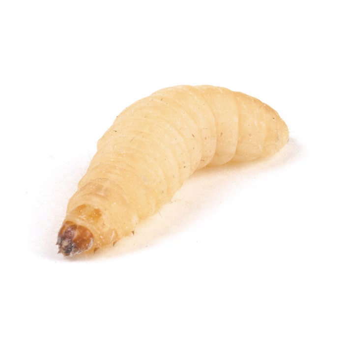 Larvae