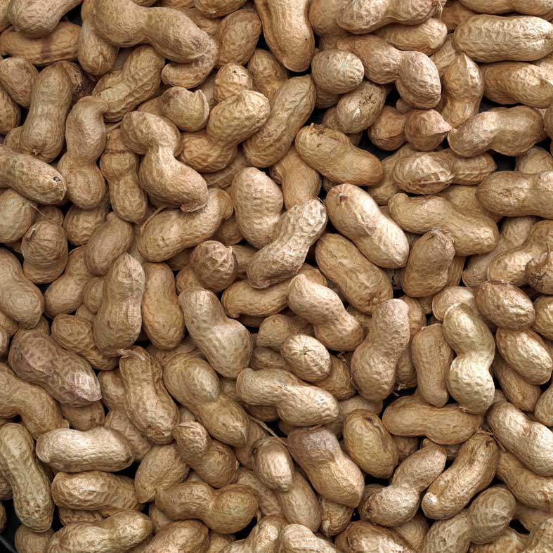 Bucktons Peanuts in Shell 2kg