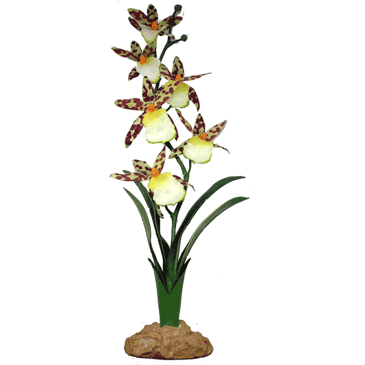 Komodo Spider Orchid 40cm