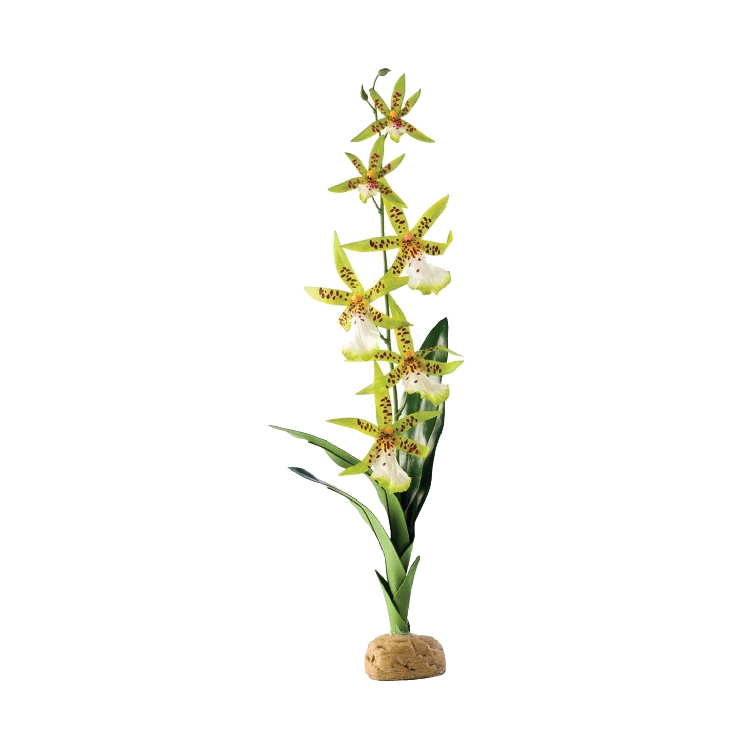 Exo-Terra Spider Orchid Plant